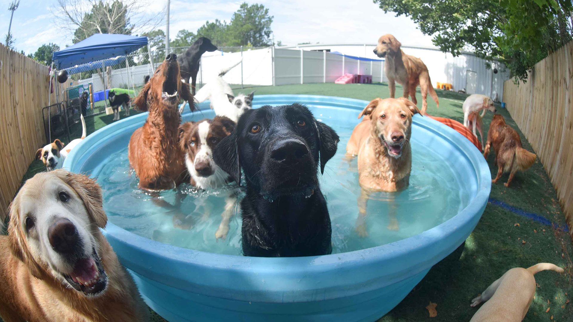 Dogs playing in a kiddie pool at Dagny and Dexter's