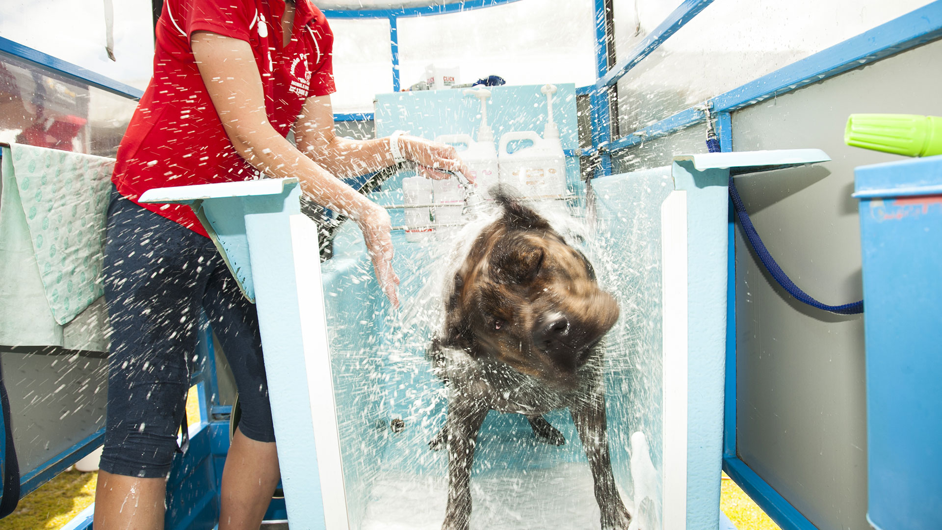 Panama City Dog getting a Bath at Dagny and Dexter's
